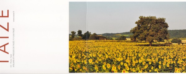 Sonnenblumenfeld 1